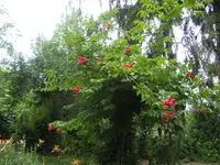 BILD9934.webp