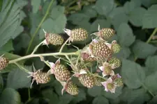 IMGP2806.webp