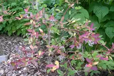 IMGP2807.webp