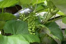 IMGP2815.webp