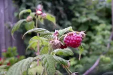 IMGP2816.webp
