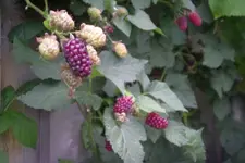 IMGP2819.JPG