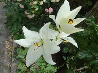 DSC03292.webp