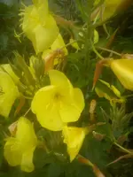 DSC05082.webp