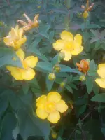 DSC05083.webp
