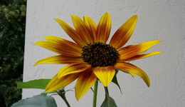 20180626_095645-1.webp
