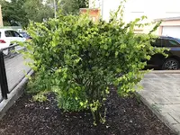 Garten Obstbaum1.webp