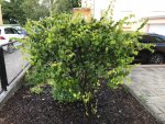 Garten Obstbaum1.jpg