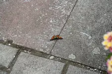 Garten Juni 87.webp