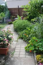 Garten Juni 82.webp