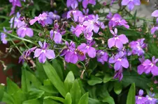 Garten Juni 86.webp