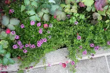 Garten Juni 84.jpg