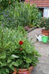 Garten Juni 83.jpg