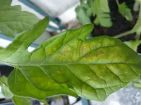 Tomate1.1.webp