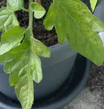 Tomate1.webp