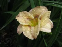 baby blues_1024x768.webp