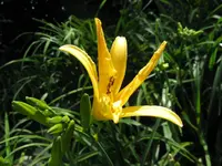 dk.gelber spider_1024x768.JPG