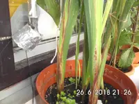 Gladiole_2_26062018.webp Gladiole_2_26062018.webp