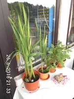 Gladiole_3_26062018.webp Gladiole_3_26062018.webp