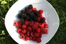 Beeren 3.webp