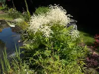 Astilbe.JPG