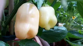 20180627_114038.webp