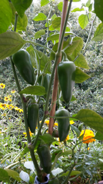 20180627_113839-1.jpg