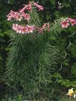Baumlilien2.webp
