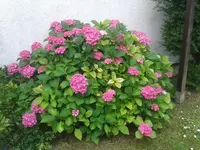 Hortensie.jpg