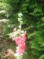 Stockrose rosa.webp