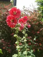 Stockrose rot.webp