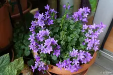 c025.webp