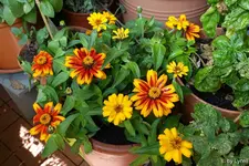 c026.webp
