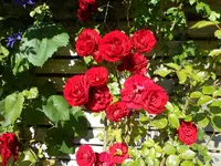 Amadeus Juni 1.webp Amadeus Juni 1.webp