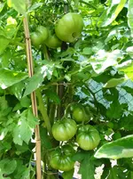 DSC04506.webp