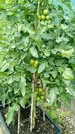IMG_20180623_153426818.webp