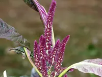 Amaranth.jpg