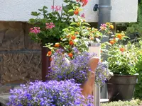 Blühgruppeage.webp
