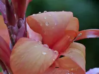 Cannablüte.webp