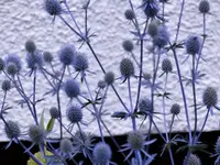 Edeldistel.jpg