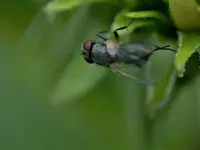 Fliege.jpg