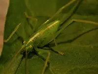 Heupferdchen.webp