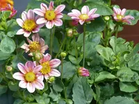 Kleine Dahlien.webp