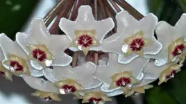 Porzellenblume.webp