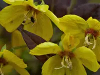 Rotlaubiger Felberich.jpg