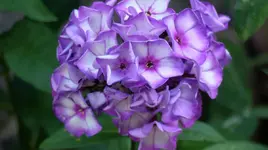 Staudenphlox.jpg