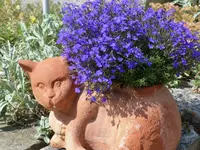 Tonkatze 1.webp