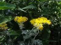 DSC03347.webp