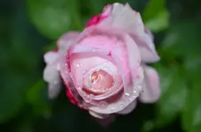 elric von melnibone.webp