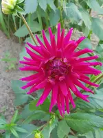 Dahlie orfeo.webp